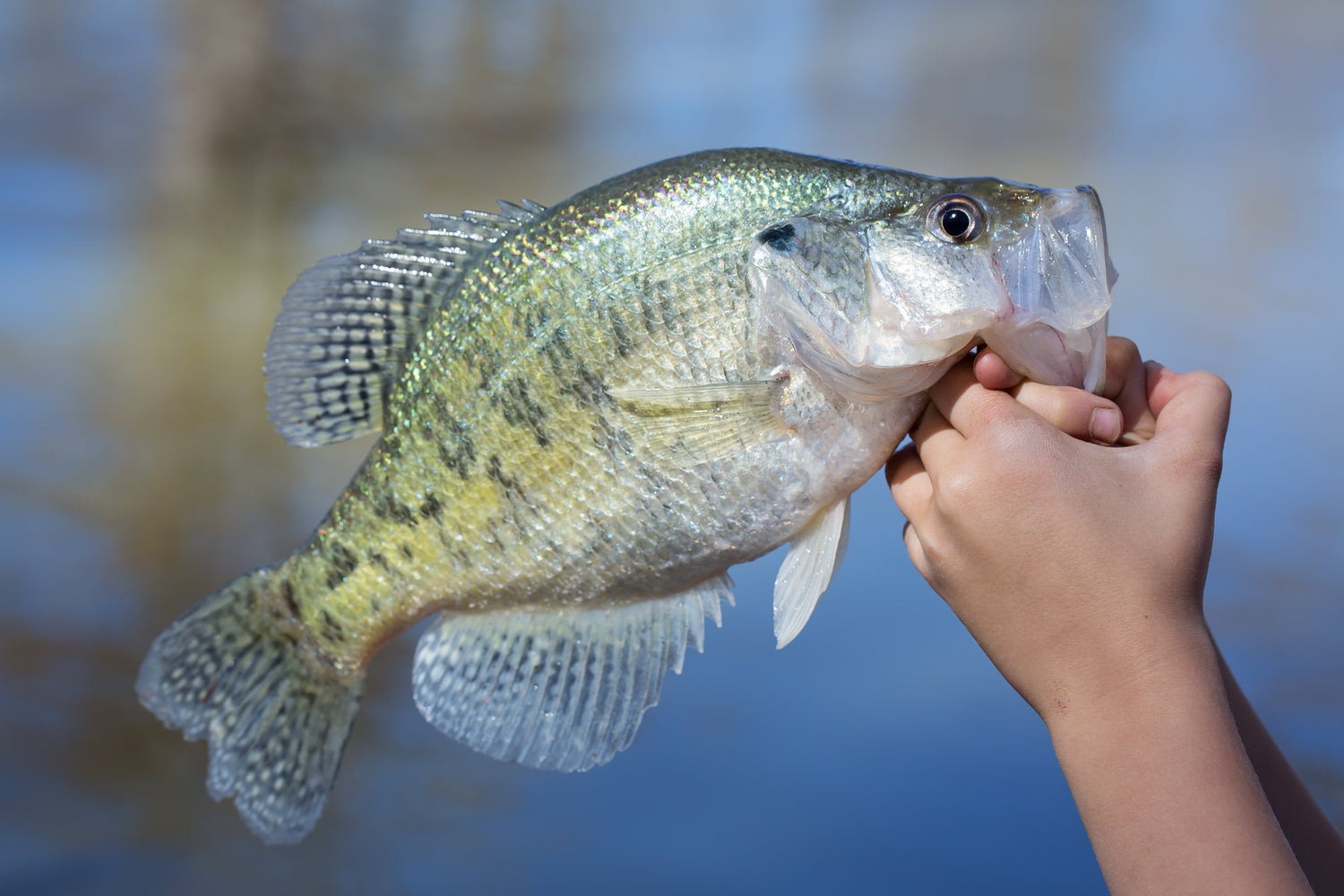 CRAPPIE